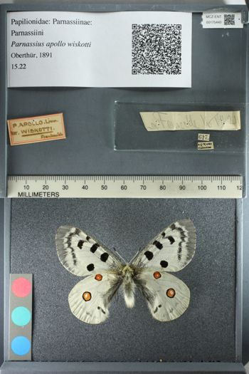 Media type: image;   Entomology 175440